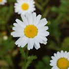 Eine weiße Blume aus dem Botanischer Garten Akureyri