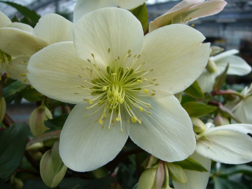 Eine weiße Christrose