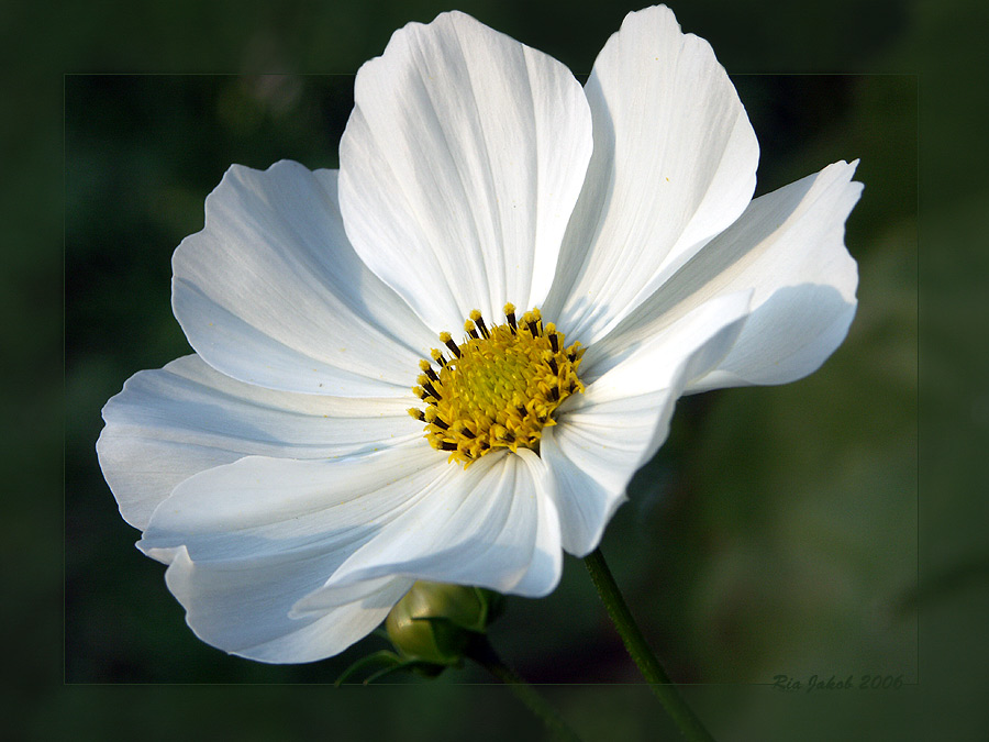 eine weiße Cosmea................