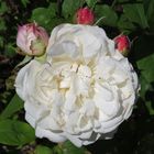 Eine weiße doppelte Rose