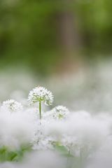 Eine weiße Duftwolke