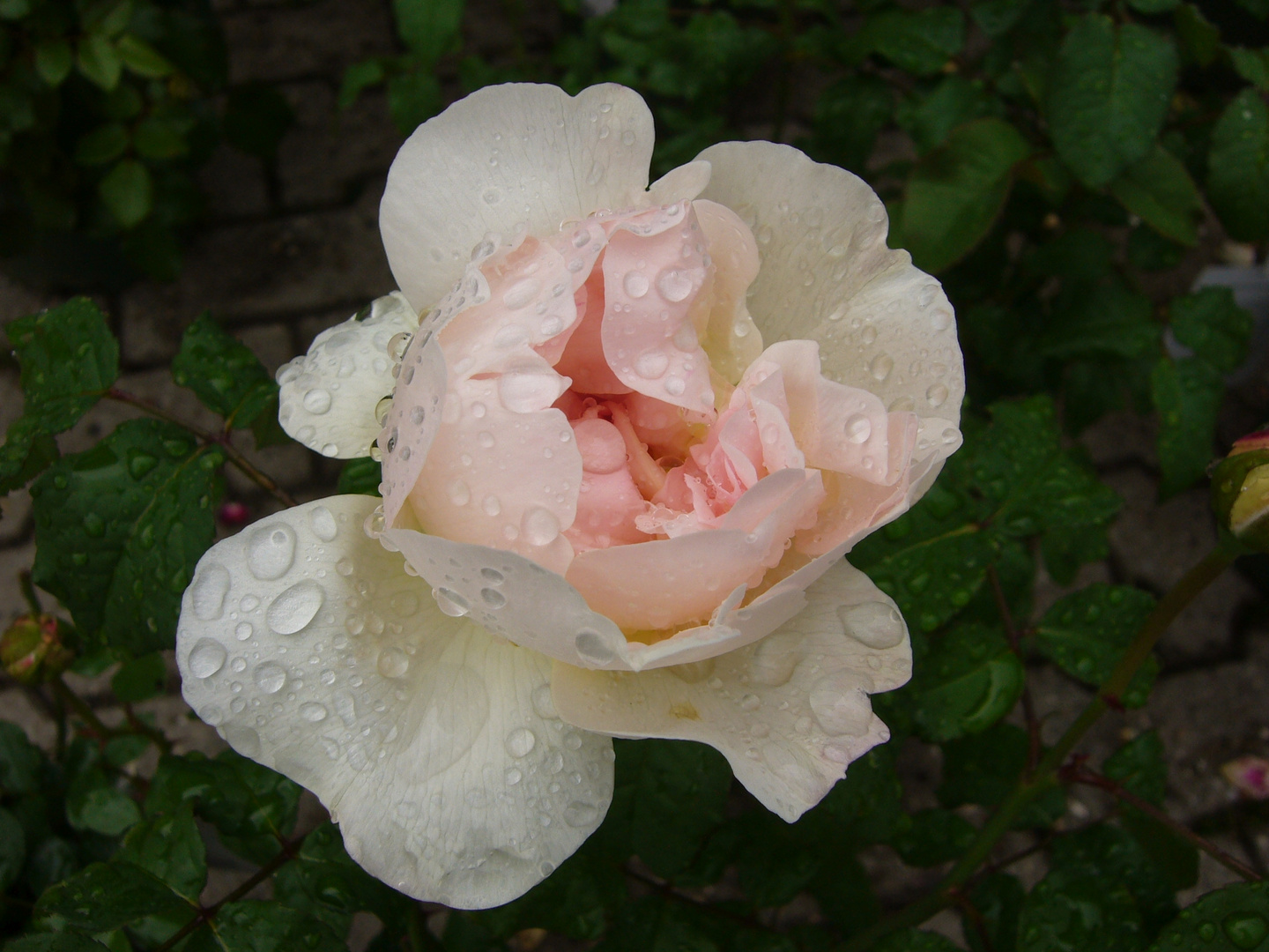 Eine weiße Edelrose mit einem blass rosafarbenen Innenleben
