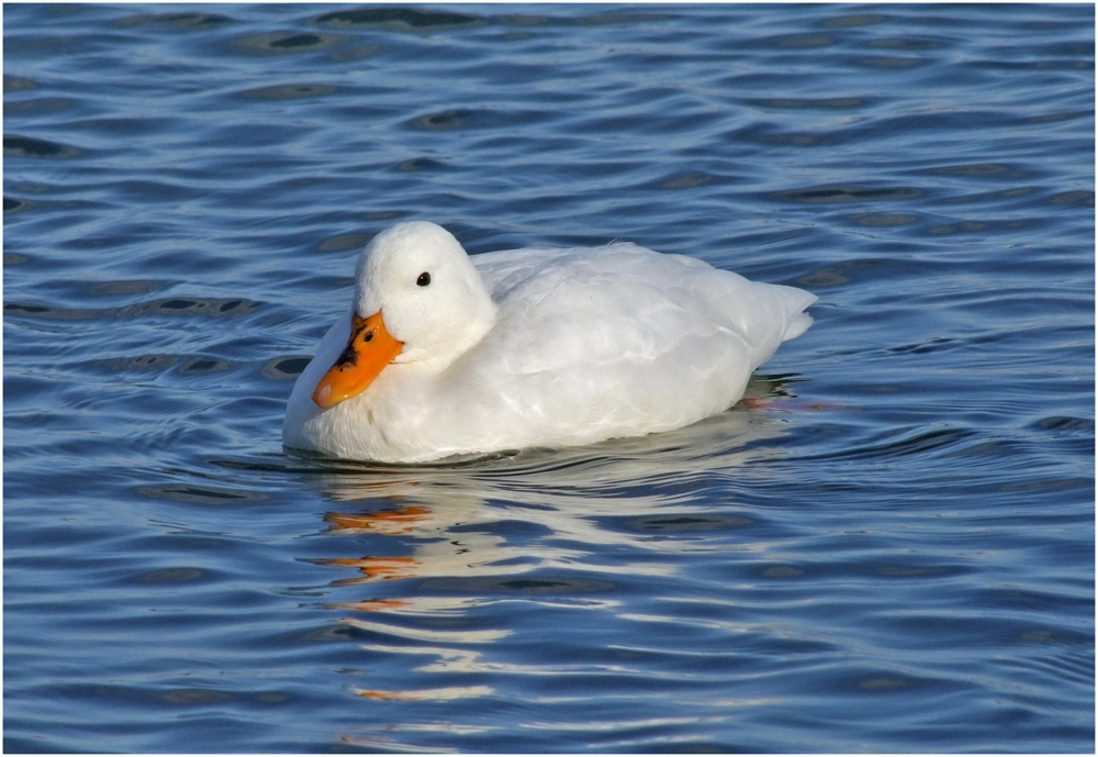 Eine weiße Ente ? Foto & Bild tiere, wildlife, wild lebende vögel Bilder auf