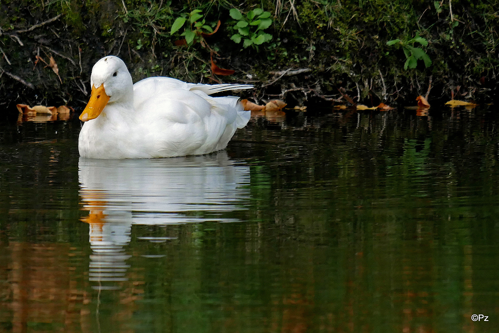 Eine weiße Ente ...