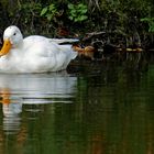 Eine weiße Ente ...