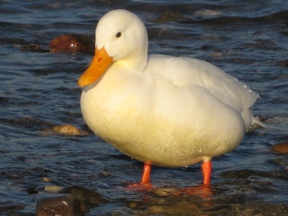 eine weiße Ente