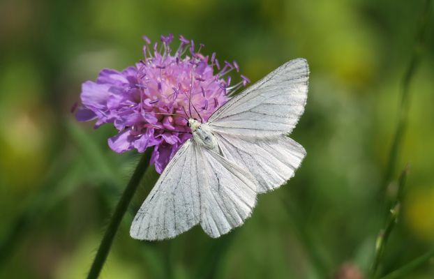 eine weisse Erscheinung