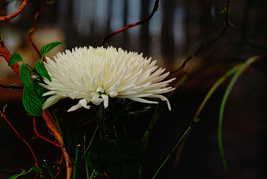 Eine weisse, filigrane Blüte