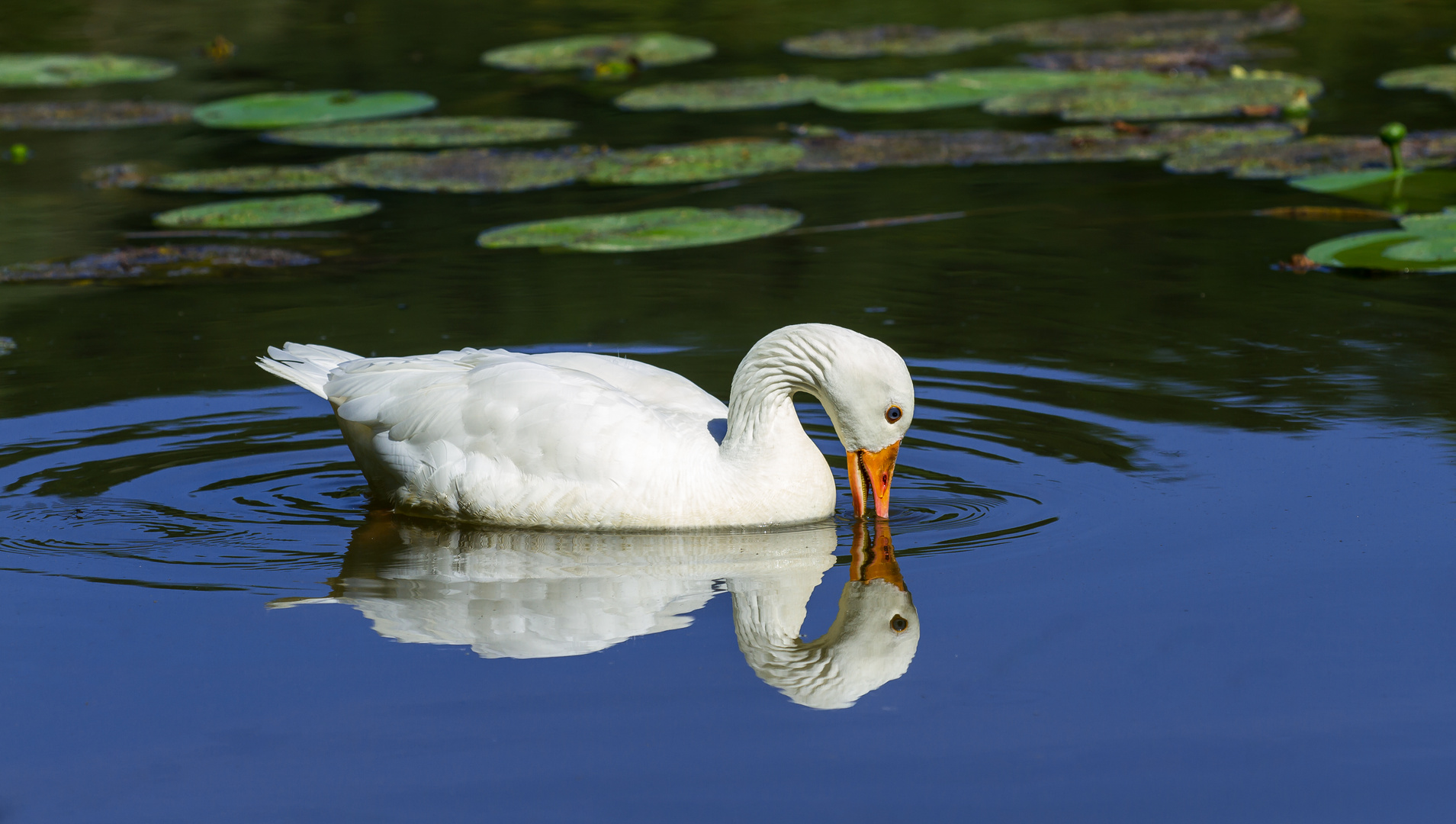 Eine weiße Gans. Foto & Bild tiere, wildlife, wild lebende vögel Bilder auf