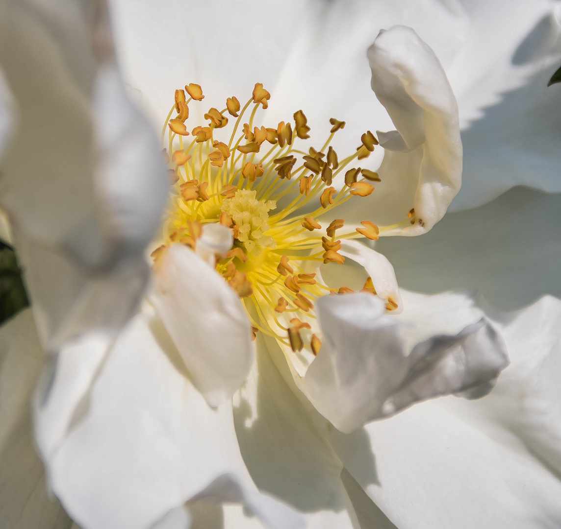 eine weiße Kartoffelrose (Rosa rugosa)