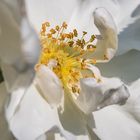 eine weiße Kartoffelrose (Rosa rugosa)