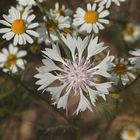 Eine weiße Kornblume (Cyanus segetum) ...