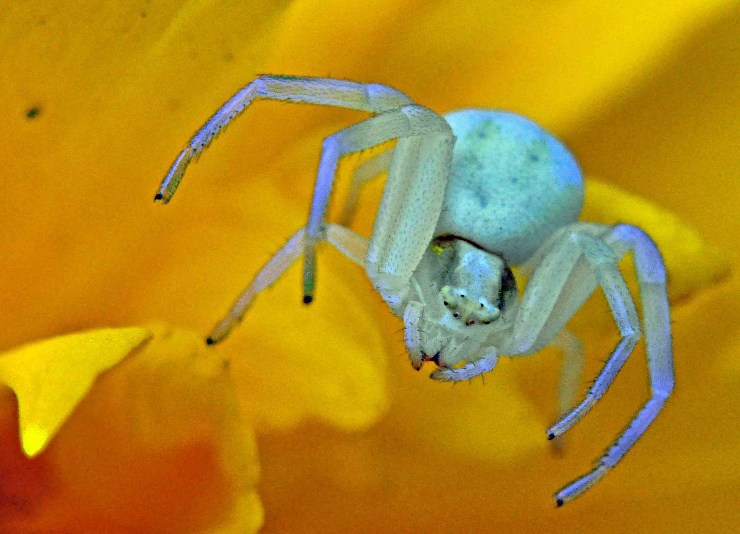 eine weisse Krabbenspinne auf der Lauer