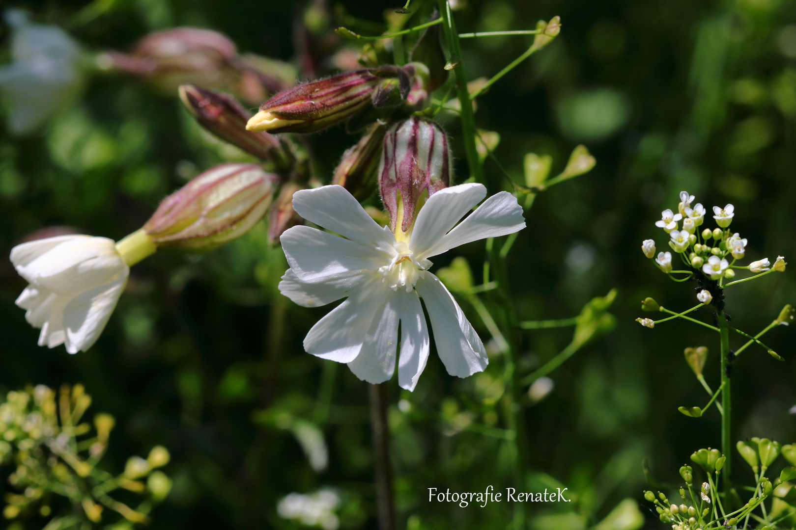 Eine weiße Lichtnelke - Silene latifolia, Silene alba, Nelkengewächse 