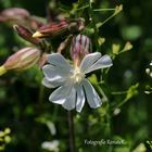 Eine weiße Lichtnelke - Silene latifolia, Silene alba, Nelkengewächse 