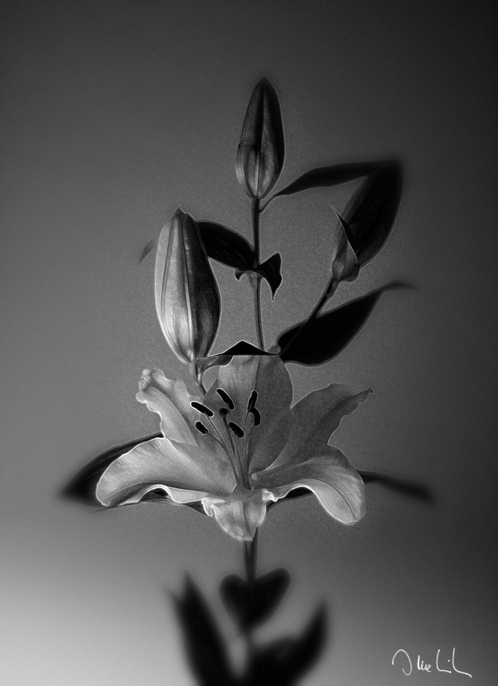 Eine weiße Lilie 