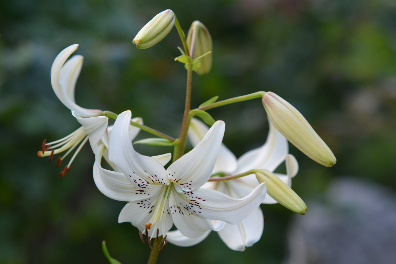 Eine weiße Lilie Foto & Bild pflanzen, pilze & flechten, blüten