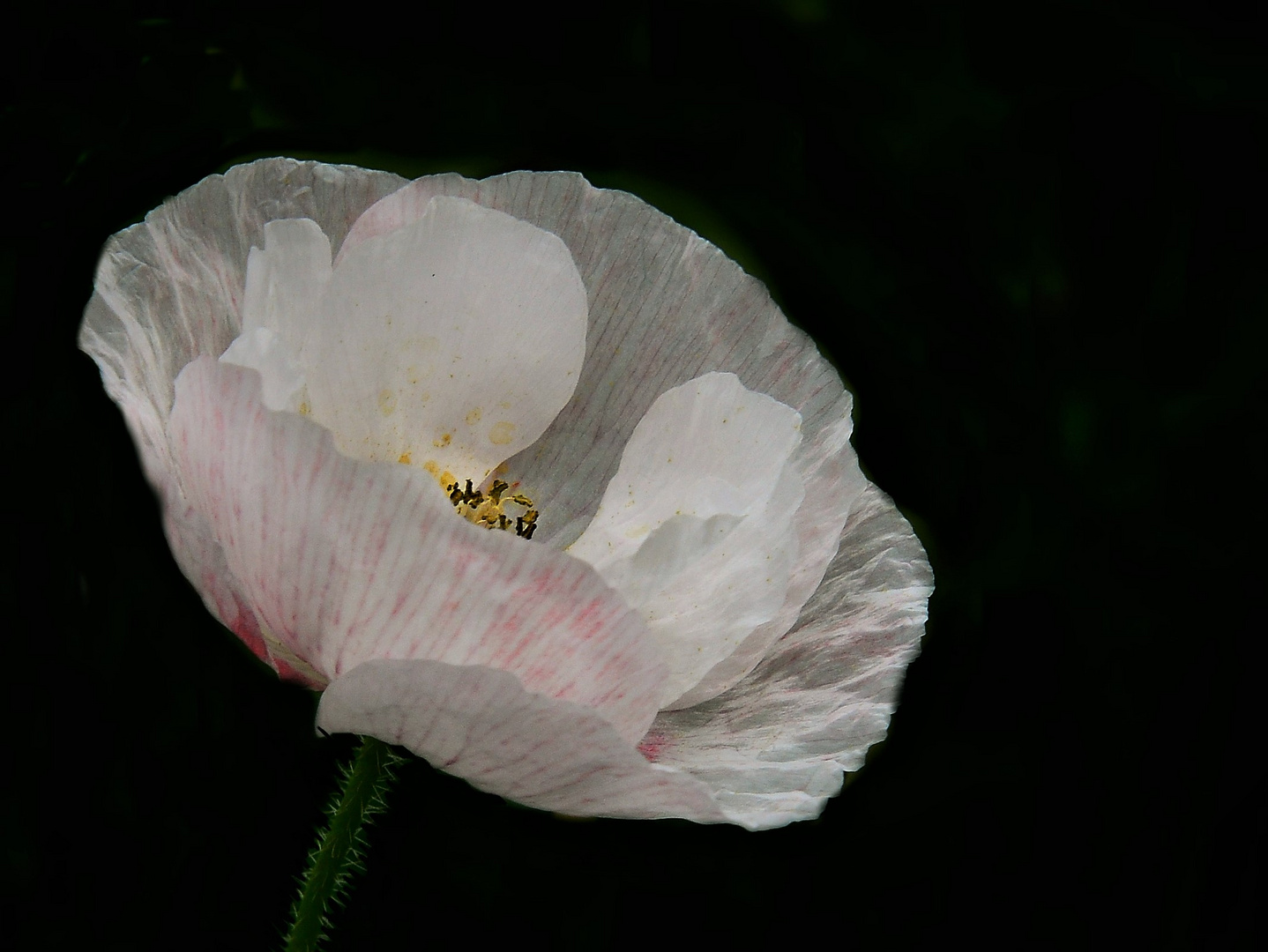 Eine weiße Mohnblüte 