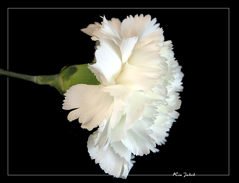 eine weiße nelke............ Foto & Bild pflanzen, pilze & flechten