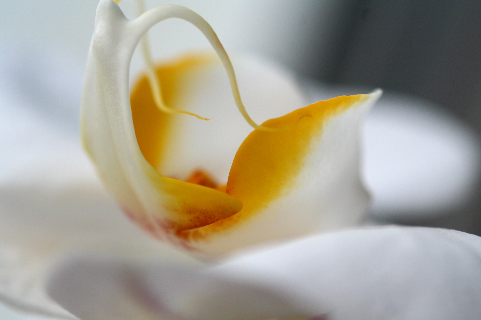 eine weiße Orchidee
