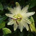 Eine weiße Passionsblume - Passiflora caerula "Constance Elliot"