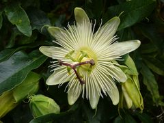 Eine weiße Passionsblume - Passiflora caerula "Constance Elliot"