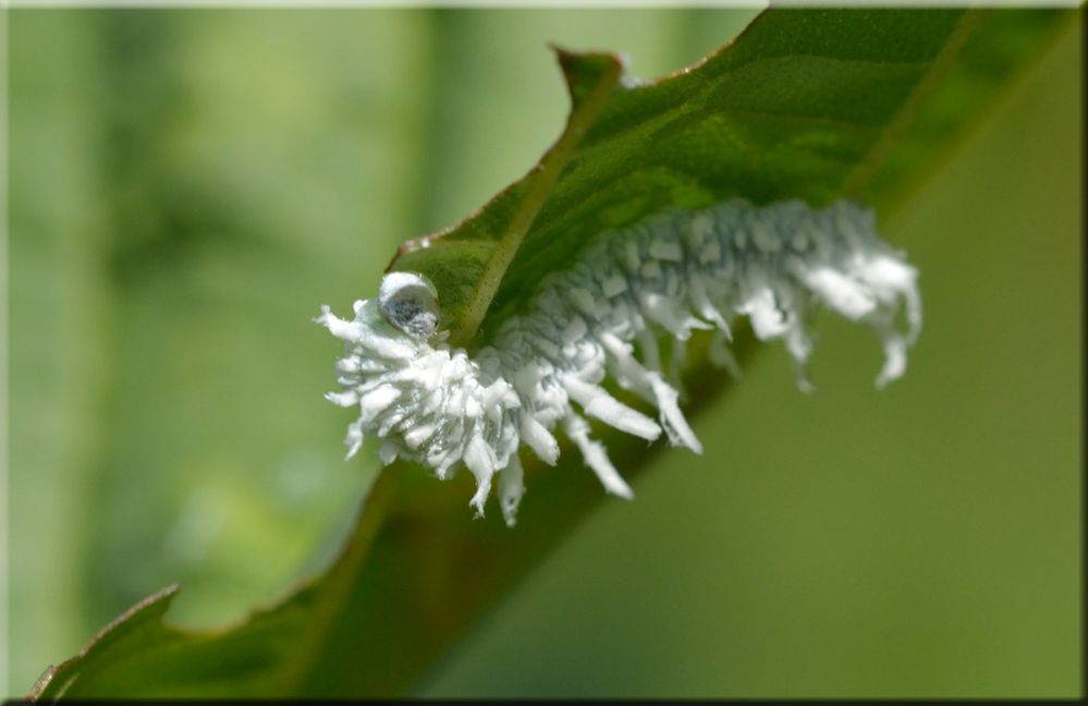 Eine Weiße Raupe - wie ein Flickenteppich- aber es wird kein