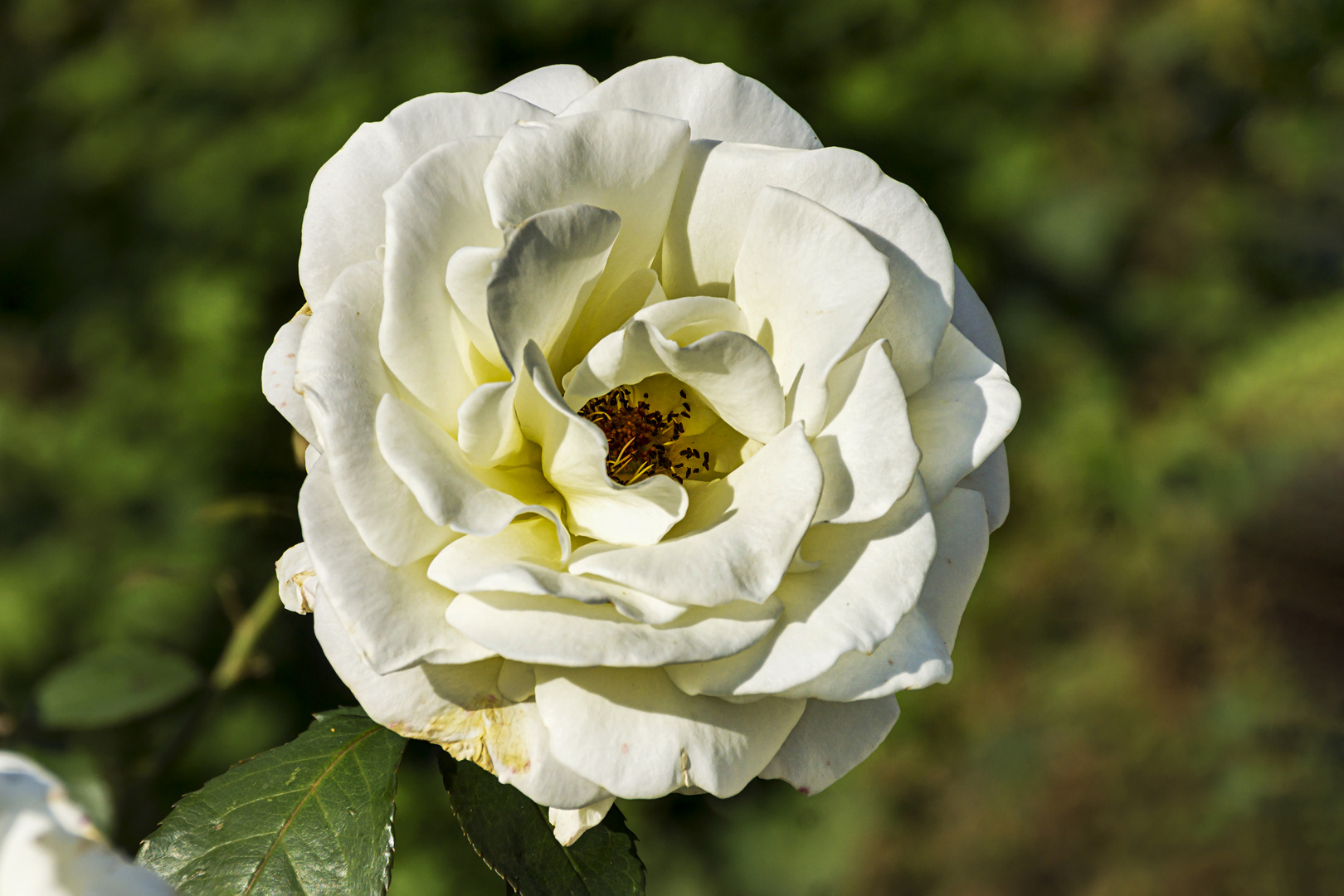 Eine weiße Rose