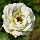 Eine weiße Rose