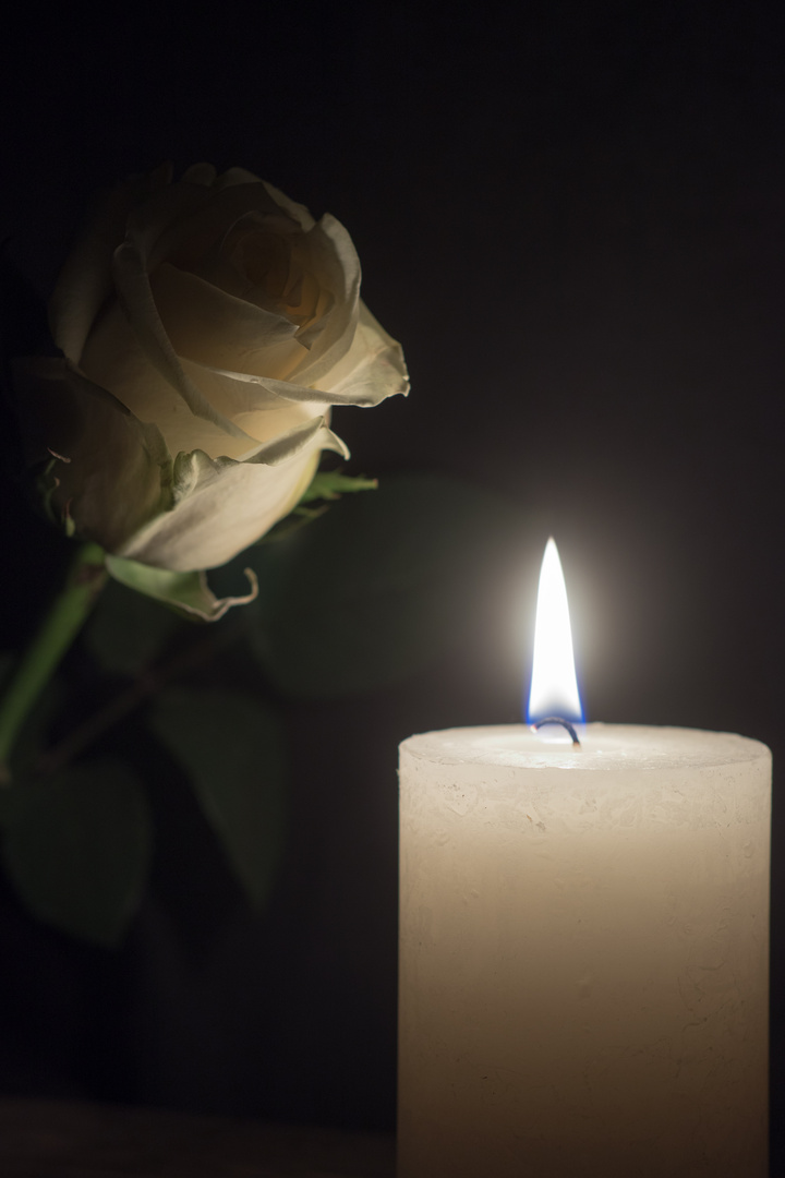 Eine weiße Rose Foto & Bild | kontrast, tabletop, dunkel Bilder auf