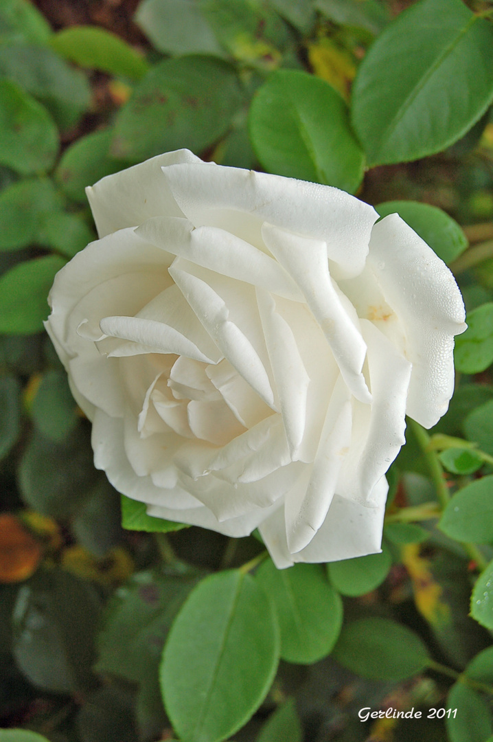 Eine weiße Rose....