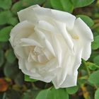 Eine weiße Rose....