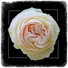 eine weiße Rose