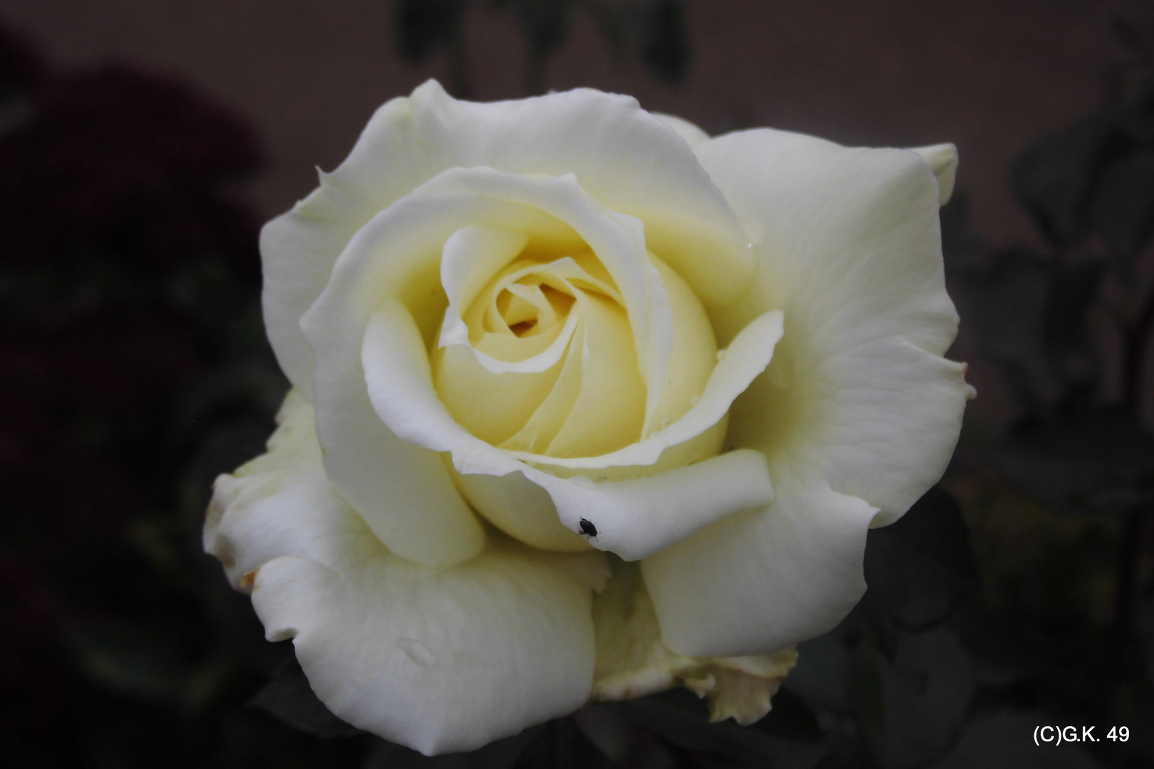 Eine weiße Rose in Planten un Blomen fotografiert !