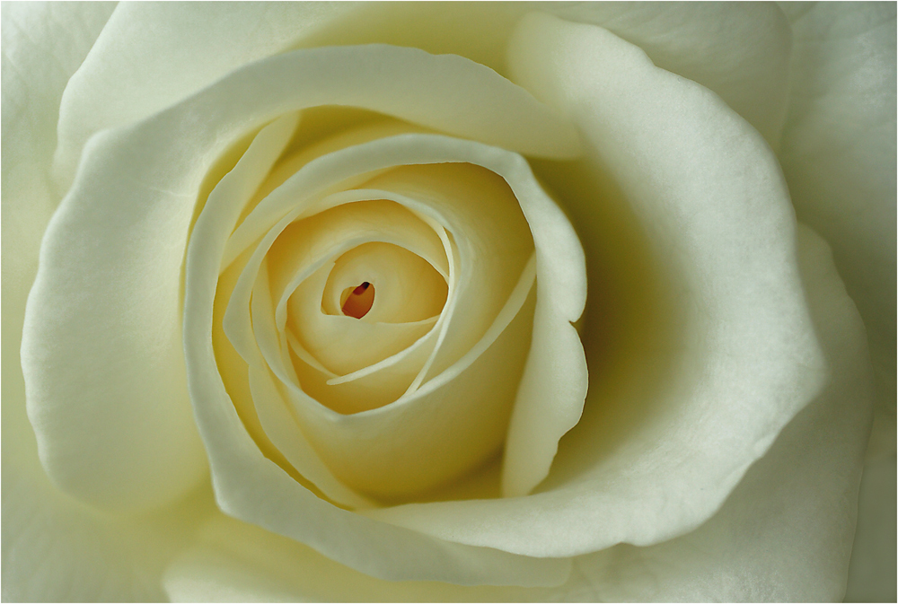 Eine weisse Rose mit Herz für die Dame des Herzens