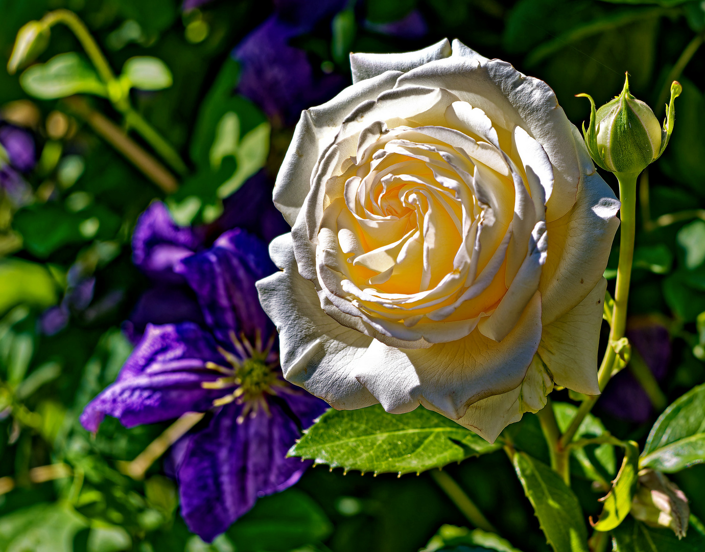 Eine weiße Rosenblüte