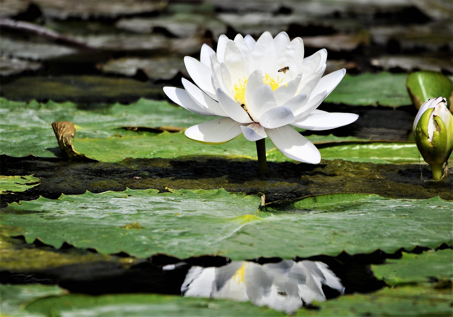 eine weiße Seerose mit Spiegelung