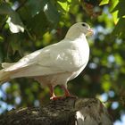 Eine Weiße Taube.......aus Sevilla