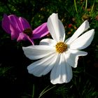 Eine weißes Schmuckkörbchen aus Nachbars Garten !