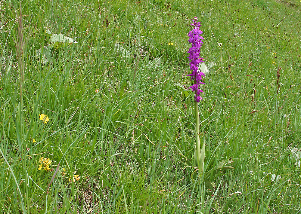 eine weiter Orchis mascula