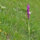 eine weiter Orchis mascula