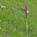 eine weiter Orchis mascula