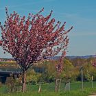 Eine weitere Aufnahme mit mehr "Dresden" im HG links