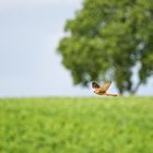 eine weitere Begegnung in den Weinbergen