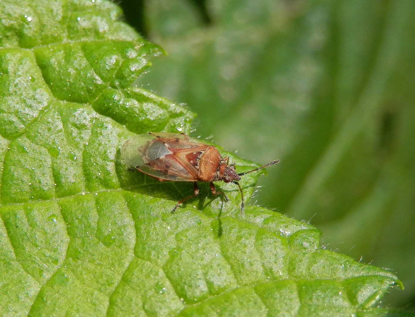 Eine weitere Birkenwanze (Kleidocerys resedae)