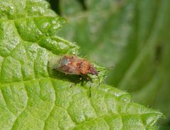 Eine weitere Birkenwanze (Kleidocerys resedae)