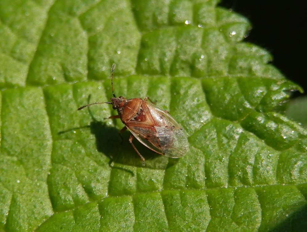 Eine weitere Birkenwanze (Kleidocerys resedae)