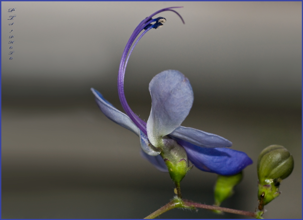 eine weitere Blüte