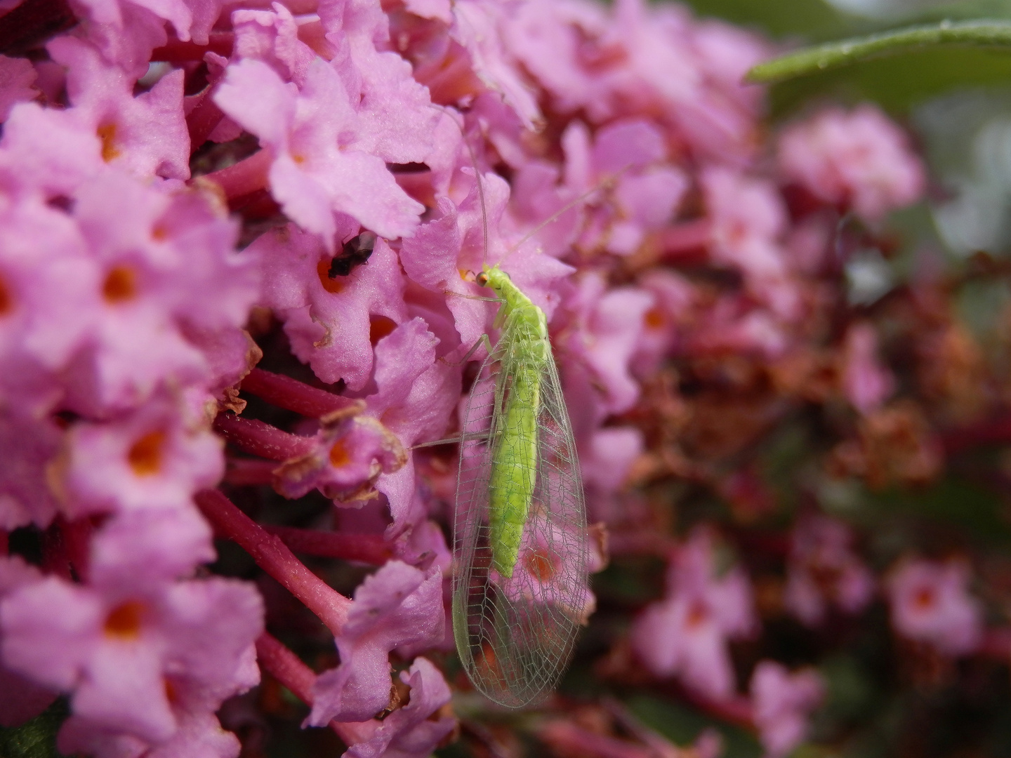 Eine weitere Florfliege - diesmal auf Sommerflieder