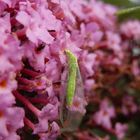 Eine weitere Florfliege - diesmal auf Sommerflieder